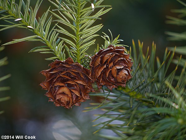 China-fir (Cunninghamia lanceolata) cones