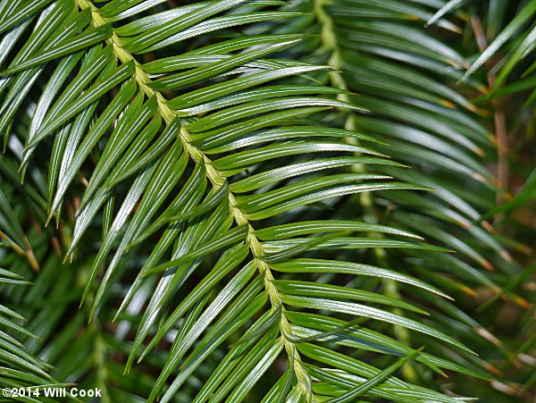 China-fir (Cunninghamia lanceolata) leaves