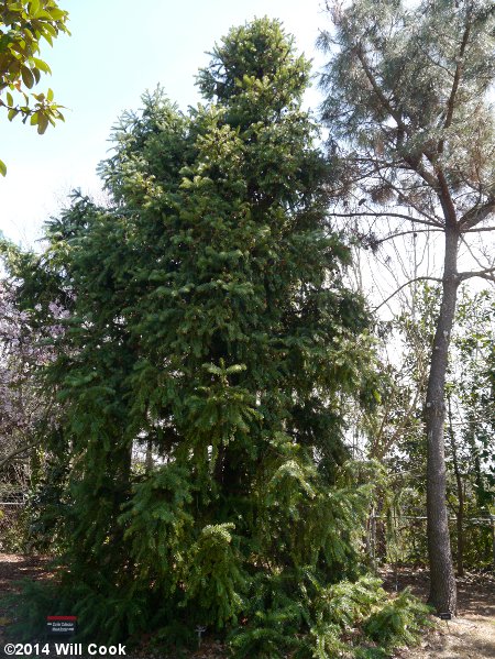 China-fir (Cunninghamia lanceolata) tree