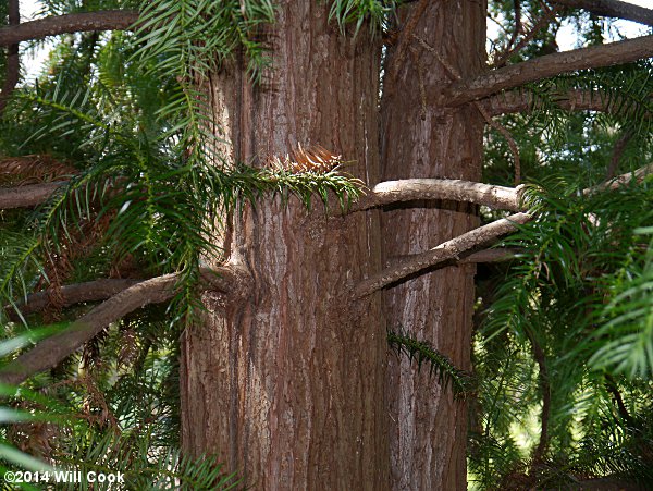 China-fir (Cunninghamia lanceolata) bark