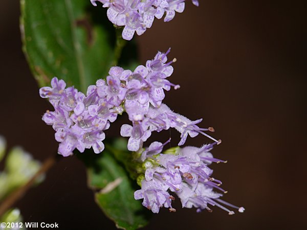 Stone-mint, American-dittany, Wild-oregano (Cunila origanoides)