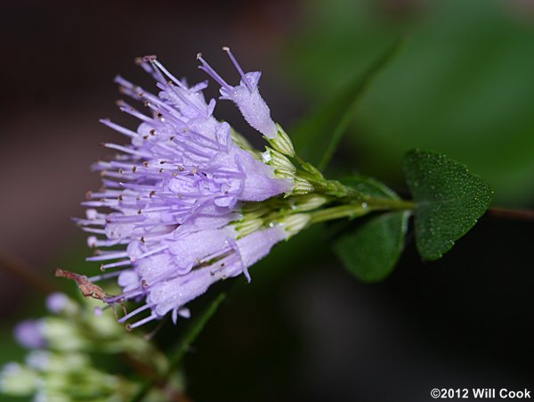 Stone-mint, American-dittany, Wild-oregano (Cunila origanoides)