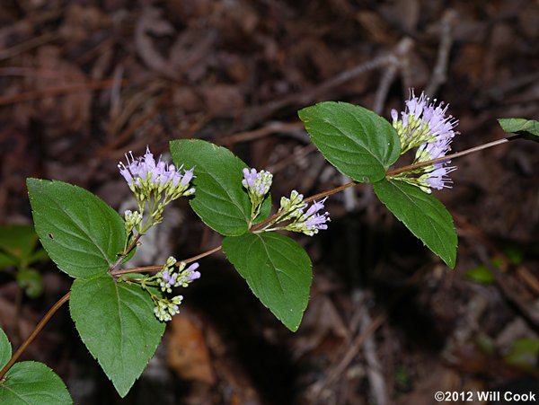 Stone-mint, American-dittany, Wild-oregano (Cunila origanoides)