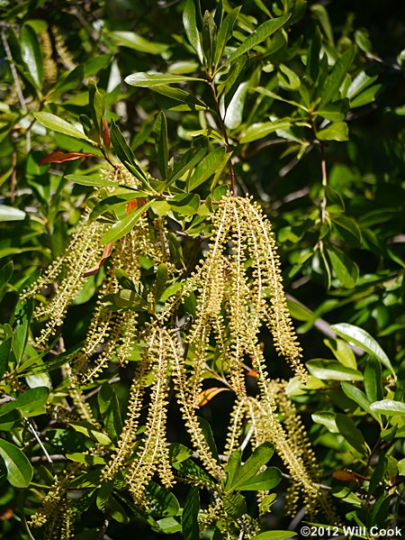 Swamp Titi (Cyrilla racemiflora)