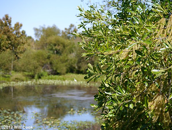 Swamp Titi (Cyrilla racemiflora)