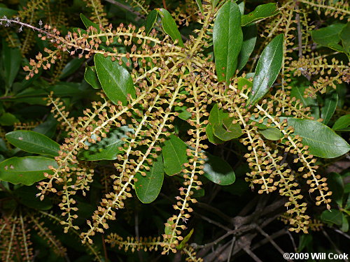 Swamp Titi (Cyrilla racemiflora) fruits