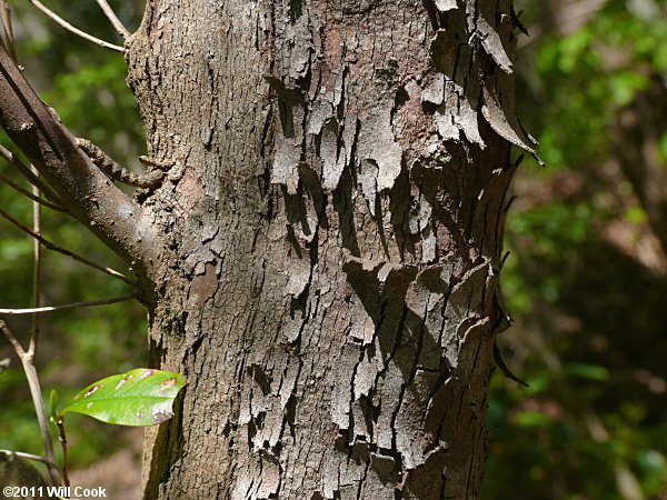 Swamp Titi (Cyrilla racemiflora) bark