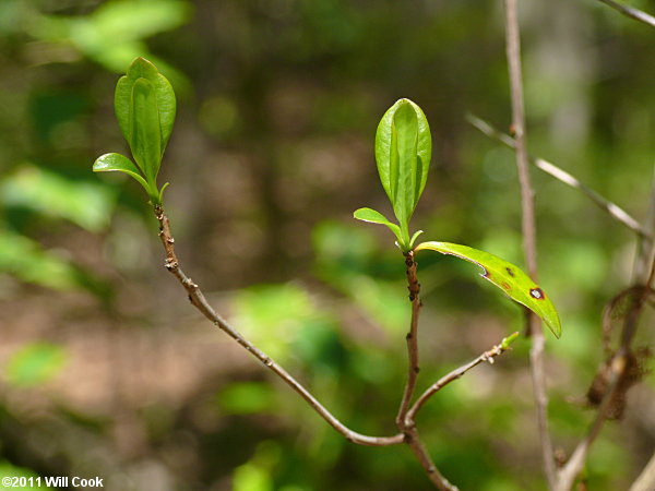 Swamp Titi (Cyrilla racemiflora)