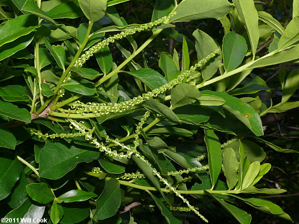 Swamp Titi (Cyrilla racemiflora)