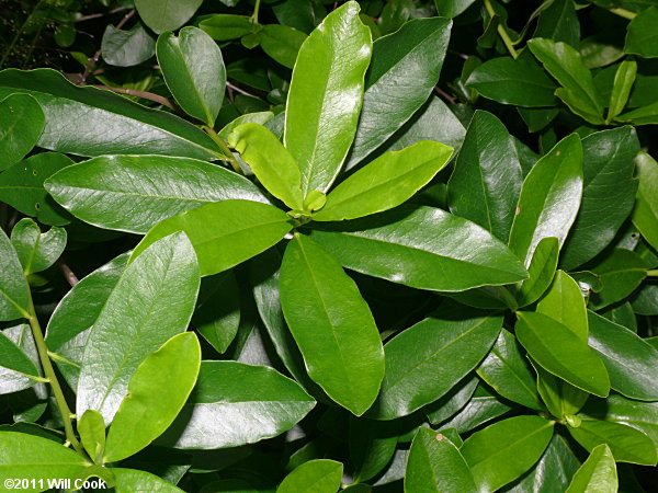 Swamp Titi (Cyrilla racemiflora)