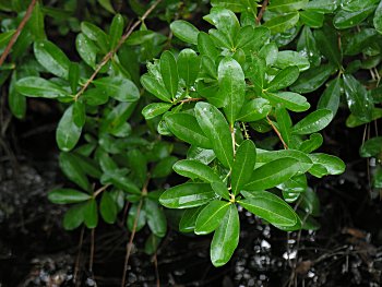 Swamp Titi (Cyrilla racemiflora) leaves