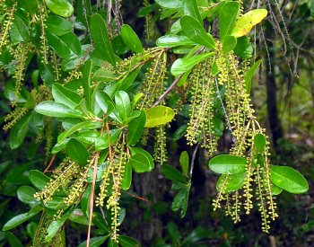 Swamp Titi (Cyrilla racemiflora) fruits