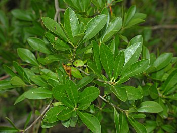 Swamp Titi (Cyrilla racemiflora) leaves