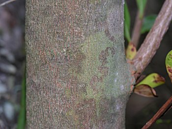 Swamp Titi (Cyrilla racemiflora) bark