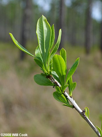 Swamp Titi (Cyrilla racemiflora)