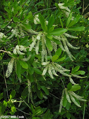 Swamp Titi (Cyrilla racemiflora) flowers