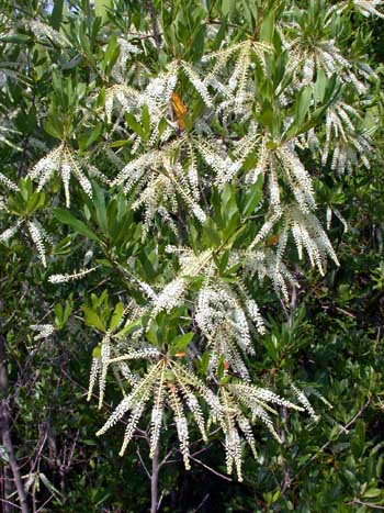 Swamp Titi (Cyrilla racemiflora) flowers