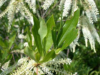 Swamp Titi (Cyrilla racemiflora)