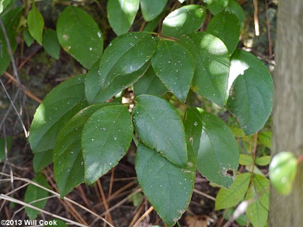 Climbing Hydrangea (Decumaria barbara)