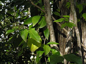 Climbing Hydrangea (Decumaria barbara)