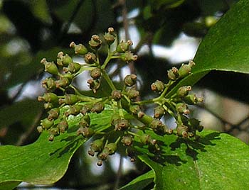 Climbing Hydrangea (Decumaria barbara)