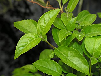 Climbing Hydrangea (Decumaria barbara)