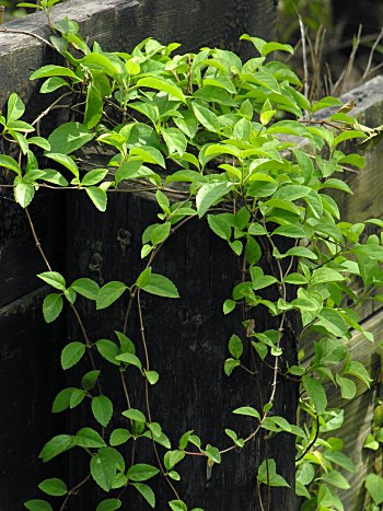 Climbing Hydrangea (Decumaria barbara)