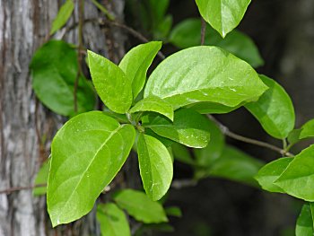 Climbing Hydrangea (Decumaria barbara)