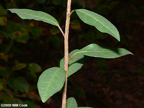 Gulf Sebastian-bush (Ditrysinia fruticosa)