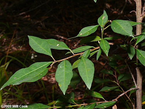 Gulf Sebastian-bush (Ditrysinia fruticosa)