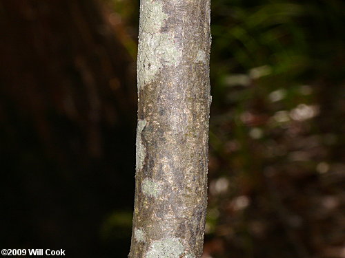 Gulf Sebastian-bush (Ditrysinia fruticosa) bark