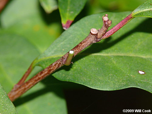 Gulf Sebastian-bush (Ditrysinia fruticosa)