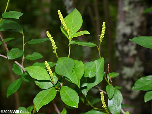 Gulf Sebastian-bush (Ditrysinia fruticosa)