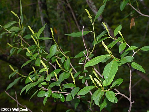 Gulf Sebastian-bush (Ditrysinia fruticosa)