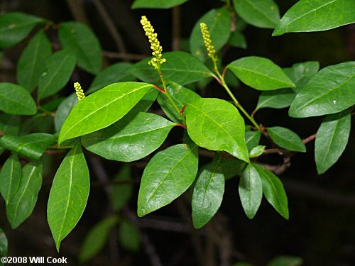 Gulf Sebastian-bush (Ditrysinia fruticosa)