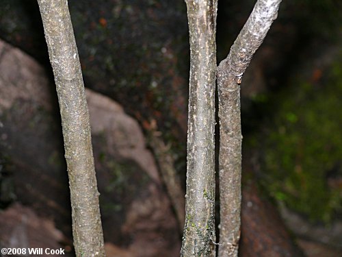 Gulf Sebastian-bush (Ditrysinia fruticosa)