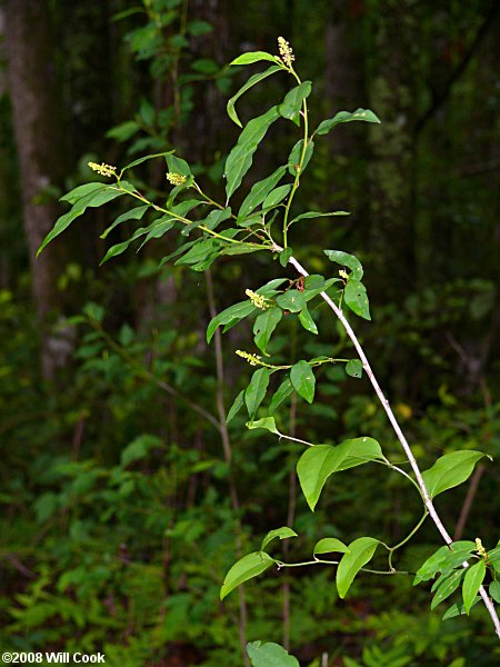 Gulf Sebastian-bush (Ditrysinia fruticosa)