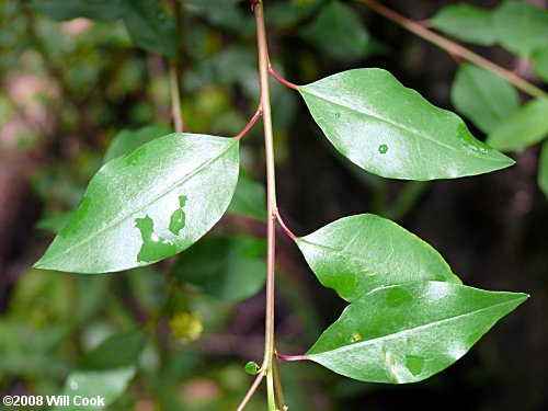 Gulf Sebastian-bush (Ditrysinia fruticosa)