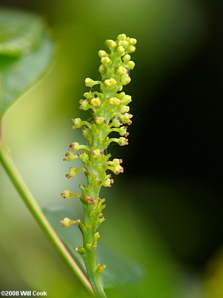 Gulf Sebastian-bush (Ditrysinia fruticosa) flowers