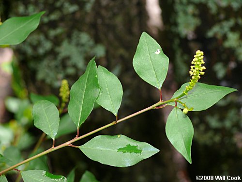 Gulf Sebastian-bush (Ditrysinia fruticosa)