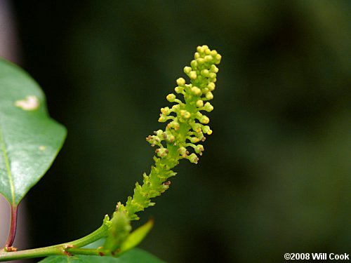 Gulf Sebastian-bush (Ditrysinia fruticosa) flowers