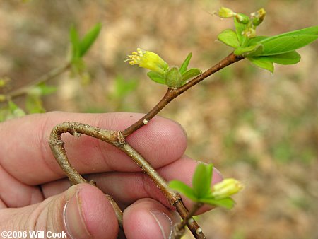 Eastern Leatherwood (Dirca palustris) twigs