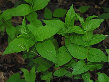 Smooth Southern Bush-honeysuckle (Diervilla sessilifolia)