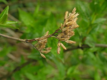 Smooth Southern Bush-honeysuckle (Diervilla sessilifolia)