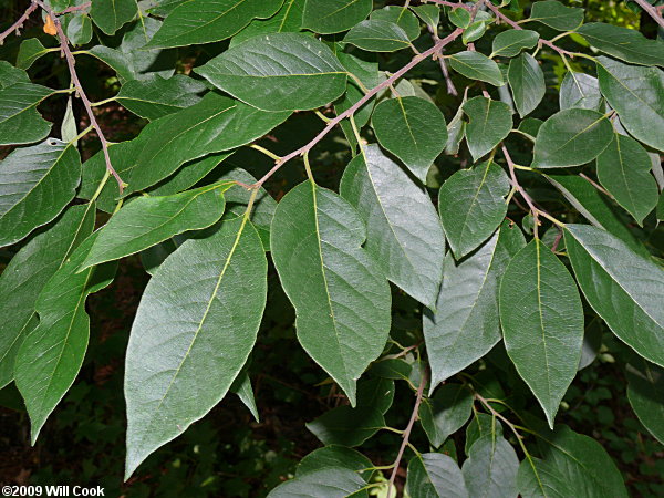 Common Persimmon (Diospyros virginiana)