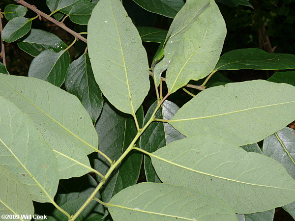 Common Persimmon (Diospyros virginiana)