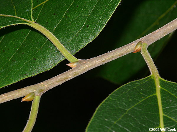 Common Persimmon (Diospyros virginiana)