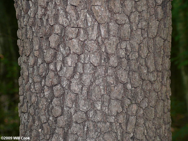 Common Persimmon (Diospyros virginiana) bark