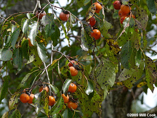 Common Persimmon (Diospyros virginiana) fruit