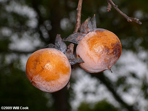 Common Persimmon (Diospyros virginiana) fruit